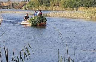 Aksu çayındaki adacıkta kenevir üretimine jandarma...