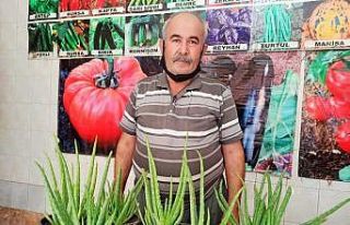 Aleo veraya yoğun ilgi