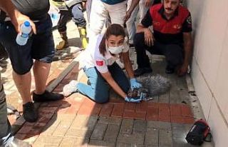 Alevlerin arasında kalan ’Prenses’ için seferber...