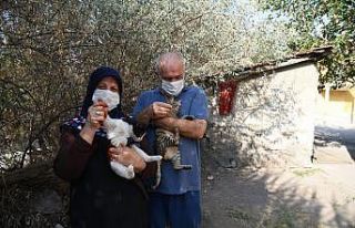 Altındağ Belediyesinden minik kedilere mama ve bakım...