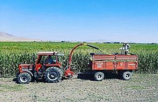 Altıntaş’ta silajlık mıssır hasatı başladı