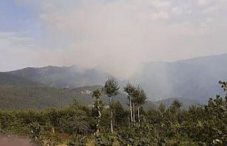 Amanoslarda orman yangını