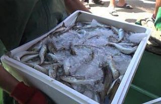 Amasralı balıkçılar palamut ve mezgitle döndü