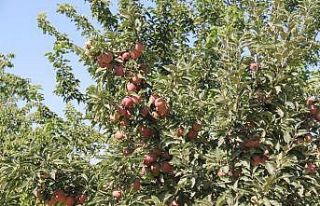Amasya elması hasat için gün sayıyor