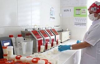Amasya’da günlük 60 ton süt toplandı