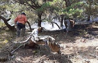 Amasya’daki orman yangınında 2 gözaltı