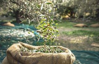 Ambalajlı zeytin ve zeytinyağı ihracatını artırmak...