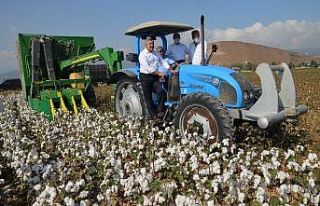 Amik Ovası’nda pamuk hasadı başladı