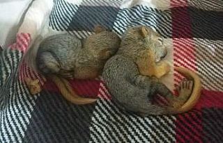 Anneleri kedi tarafından öldürülen yavru sincapları...