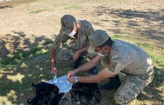 Anneleri ölen yavru köpeklere asker sahip çıktı