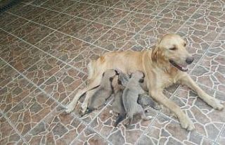 Anneleri trafik kazasında ölen 4 yavru köpeğe...