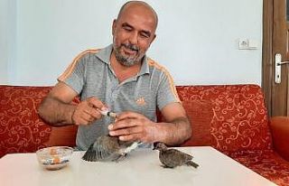 Annesi ölen yavru kuşları evlat edindi