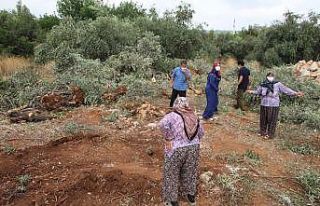 Antalya’da 42 zeytin ağacı inşaat çalışması...