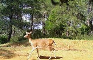 Antalya’da alageyiklerin korunmasına yönelik çalıştay