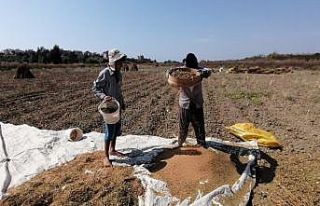 Antalya’da  ‘Altın Susam’a nöbetli hasat