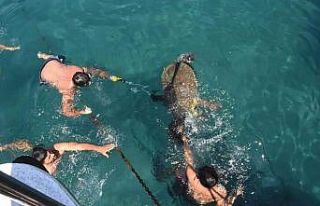 Antalya’da yaralı caretta, 3 saat süren çalışmayla...