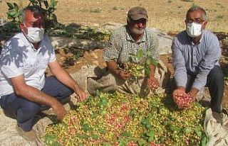 Araban’da yeşil altın hasadı buruk başladı