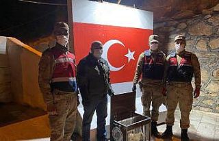 Aracın çarptığı tilki tedavi altına alındı