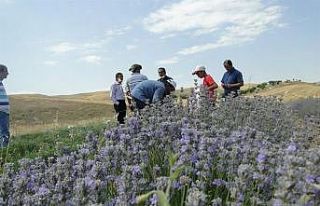 Arguvan’da lavanta yaygınlaştırılacak