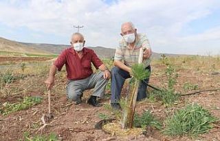 Aşırı sıcaklarda ağaçlara san suyu oldu
