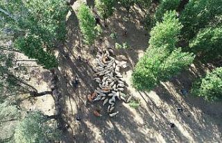 Asırlardın bu yöntemle çoğalıyorlar