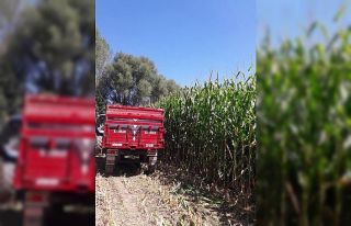 Aslanapa’da slajlık mısır hasadında yüksek...