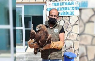 Ateşli silahla yaralanan kartal tedavi altına alındı