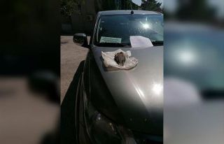 AVBİS’ten kota almadan ve ördek avlayan 4 avcıya...