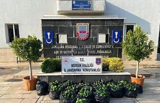 Avokado hırsızları suçüstü yakalandı