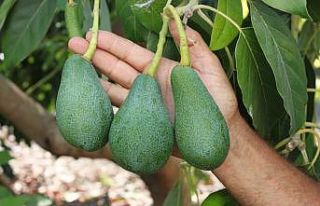 Avokado toplandığı gün ihracat yolculuğuna çıkıyor
