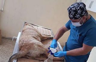 Ayağı kırılan köpek tedavi altına alındı