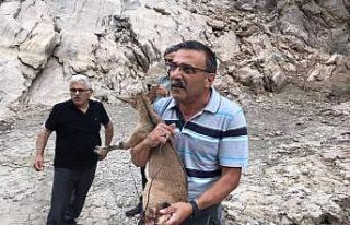 Ayağına tel takılan yavru bir dağ keçisine yardım...