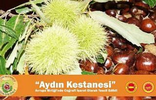 Aydın Kestanesi Avrupa Birliği’nde Coğrafi İşaret...