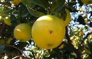 Aydın’da Akdeniz Meyve Sineği ile mücadele başladı