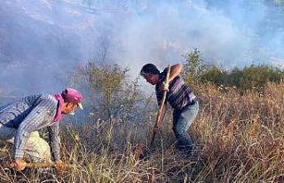 Aydın’da asırlık zeytin ağaçları alevlerle...