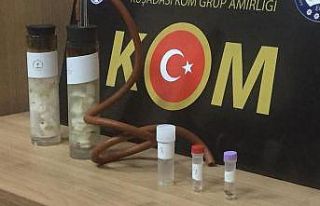 Aydın’da ‘böcek kaçakcısı’ yabancı uyruklu...