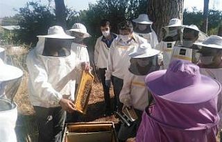 Aydınlı arıcılar sertifikalı oldu