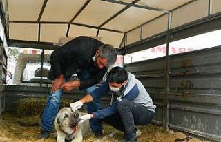 Ayının yaraladığı köpek kurtarılamadı