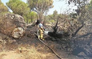 Ayvalık’ta ormanlık alanda örtü yangını