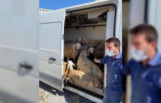 Babası korona virüsü yendi aşevine 10 koç bağışladı