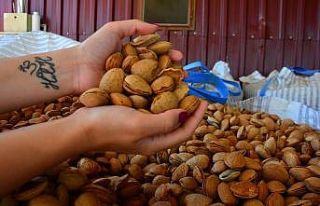 Bademde sezonun ilk hasadı yapıldı