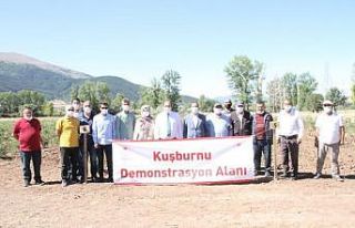 Bakanlık hibesiyle dikilen kuşburnular ilk meyvelerini...