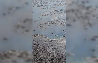 Balçıklaşan gölde binlerce balık telef oldu