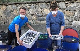 Balık tezgahında yavru hamsi isyanı