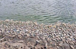 Baraj kurudu, balıklar kıyıya vurdu