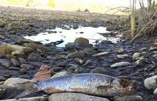 Barajda su seviyesi düştü, binlerce balık telef...