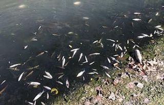 Bartın Irmağı’nda yüzlerce balık ölüsü kıyıya...