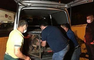 Bartın’a uyuşturularak bırakılan 20 köpeği...