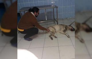 Başkan Altay ekipleri seferber etti