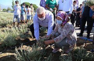 Başkan Atay, Kekik hasadı yaptı